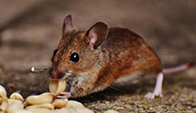 24 Hour & Emergency Exterminators in Harrison, AR